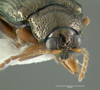 Media type: image;   Entomology 613284 Aspect: head frontal view